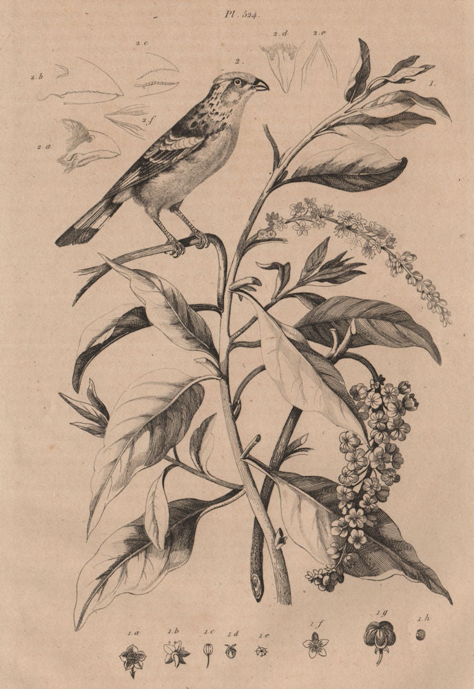 PLANTS. Phytolaque (Pokeweed). Phytotoma (Rufous-tailed Plantcutter) 1834